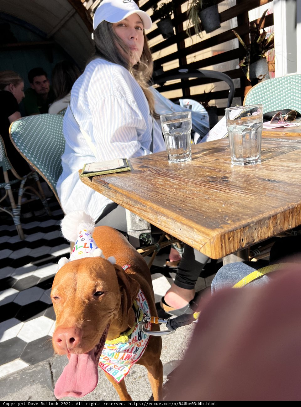 Dining with Our Furry Friends