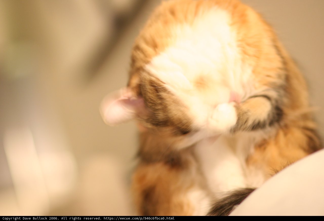 Cozy cat cuddles