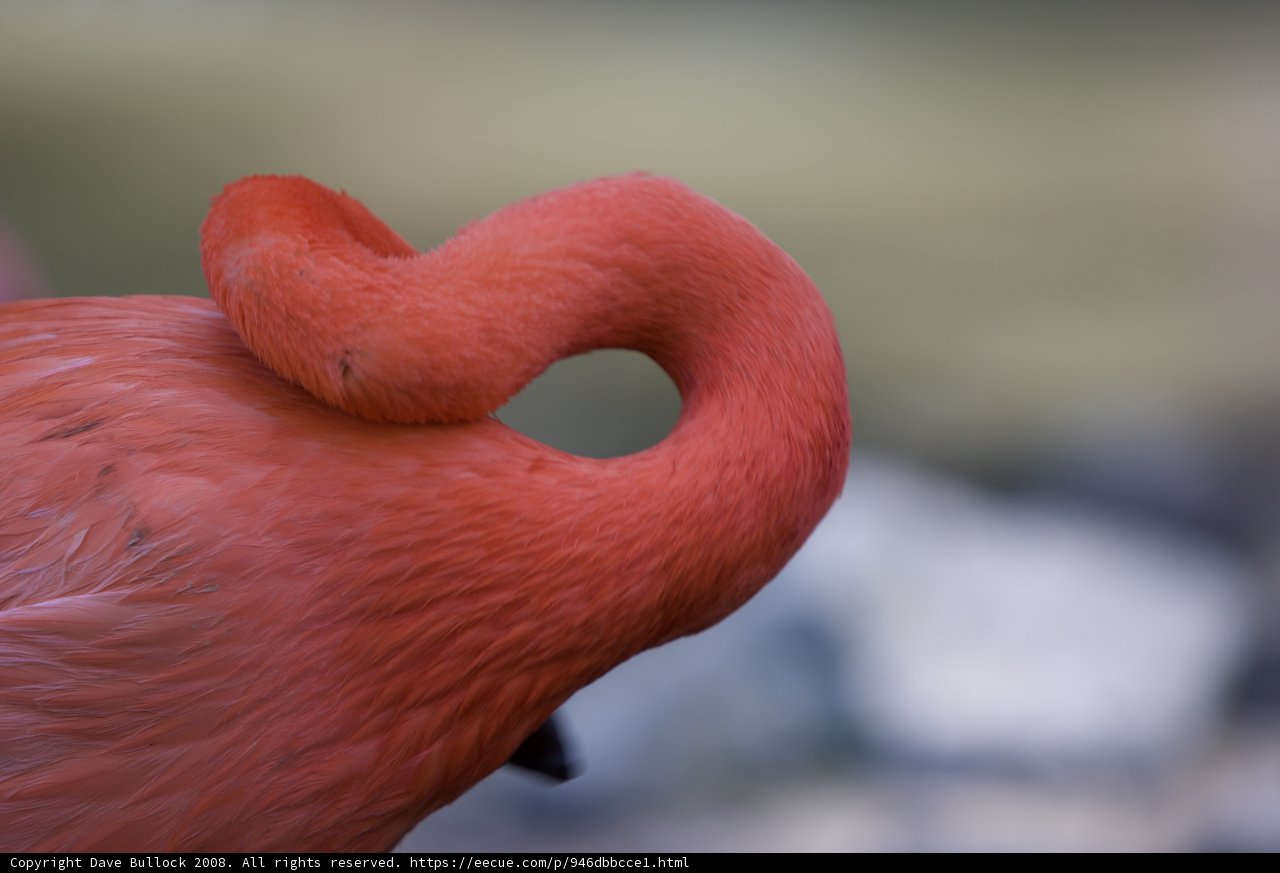 Majestic Flamingo