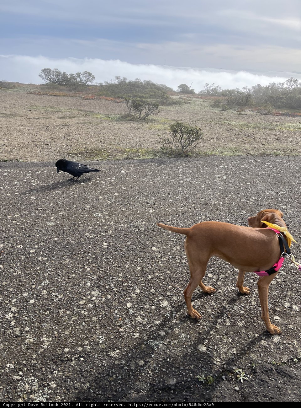 An Adventure with Two Furry Friends