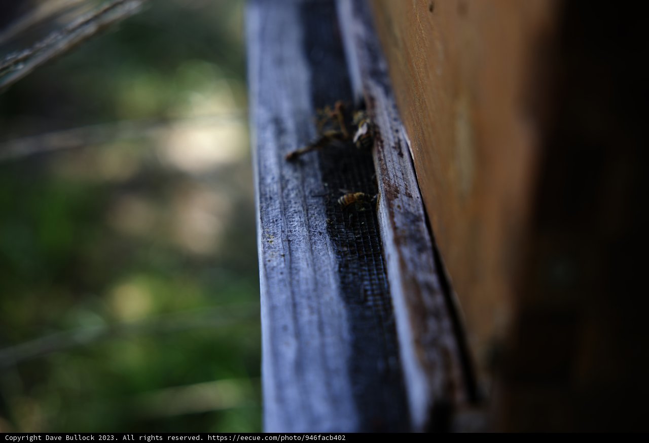 The Buzzing Fence Visitor