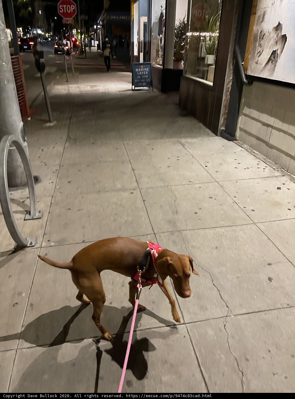 Nighttime Walk with my Furry Friend