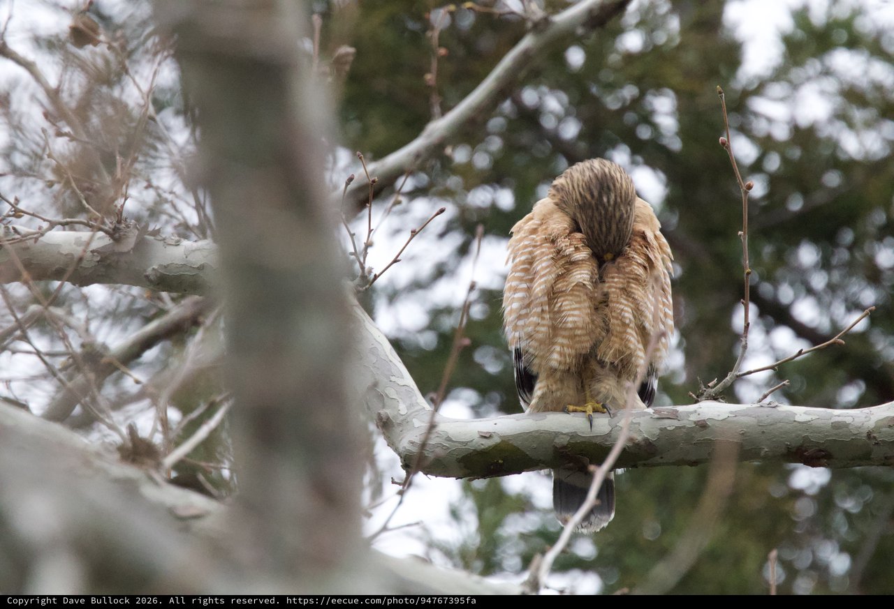 Cooper's Hawk Resting in Winter Snowfall