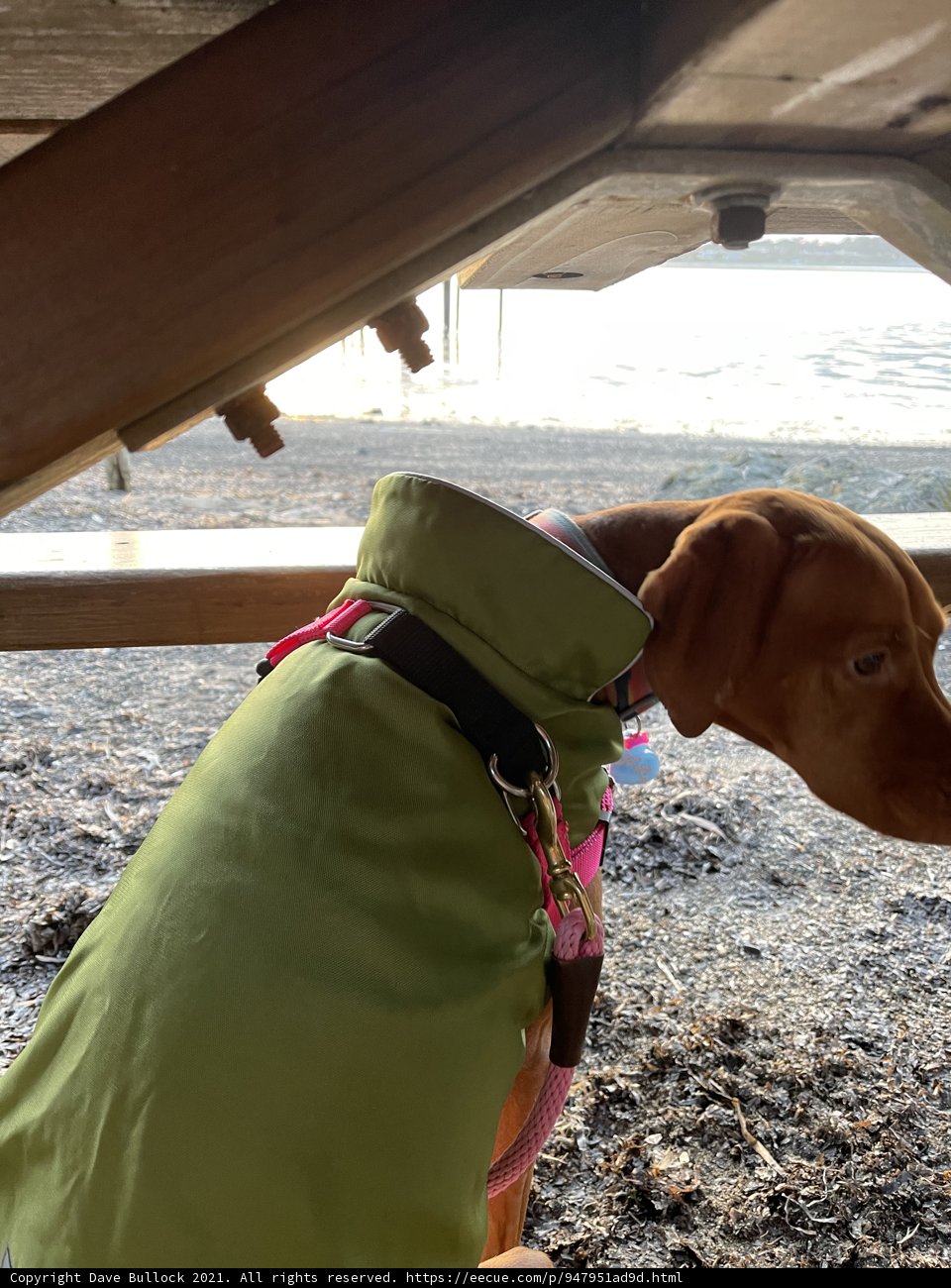 Green Jacketed Canine on the Coast