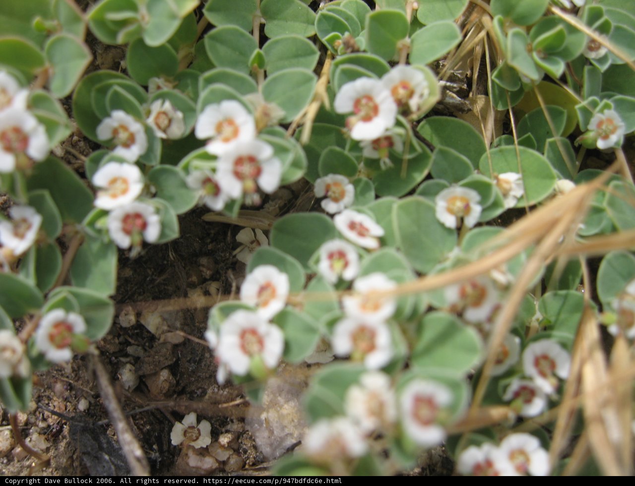 Brown & White Flora