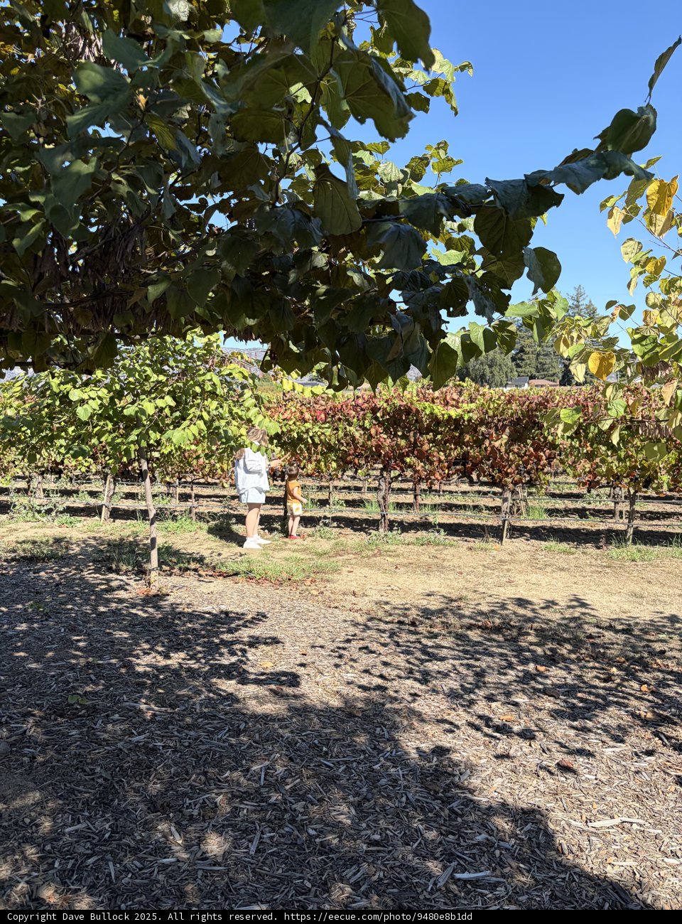Harvest Stroll in Napa