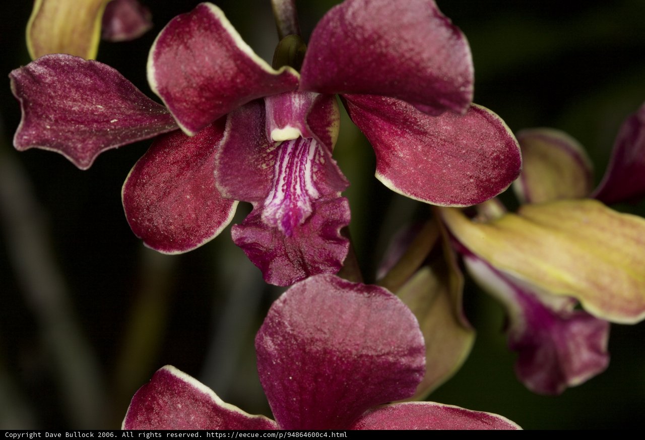 Radiant Orchid