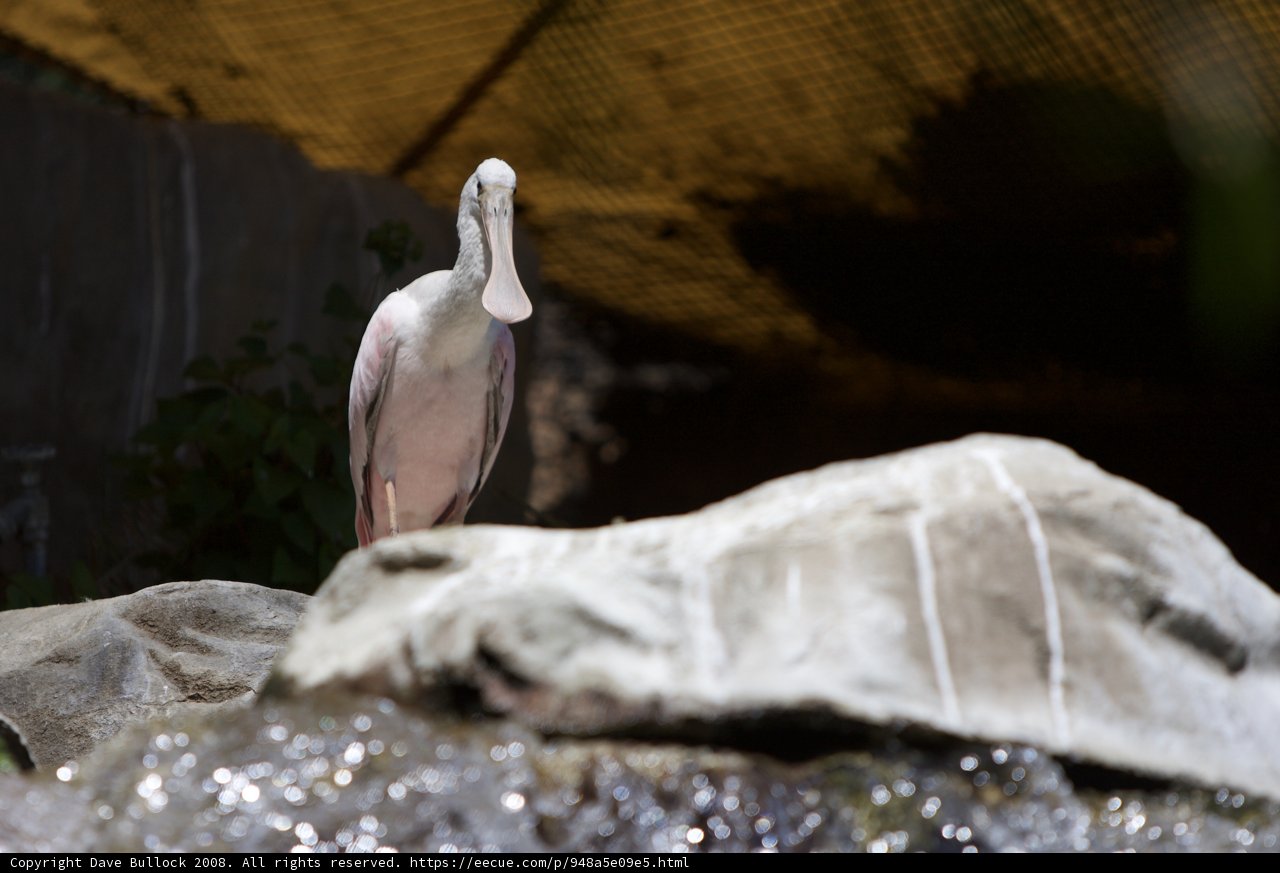 Stork Perched on a Rock in the Zoo