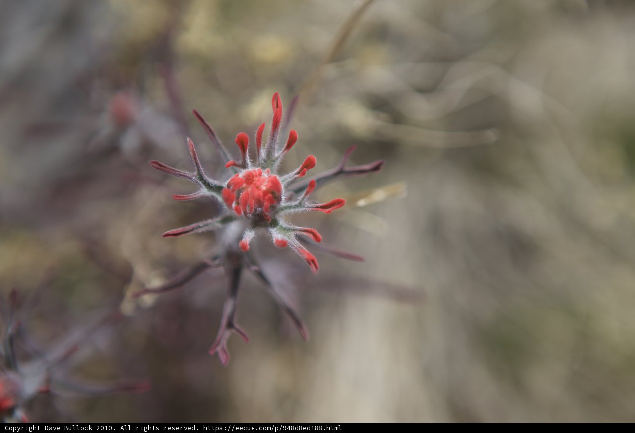 A Red Flower Blooms in the Desert