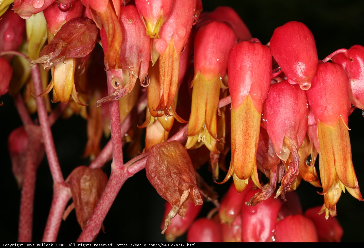Red Geranium in Full Bloom