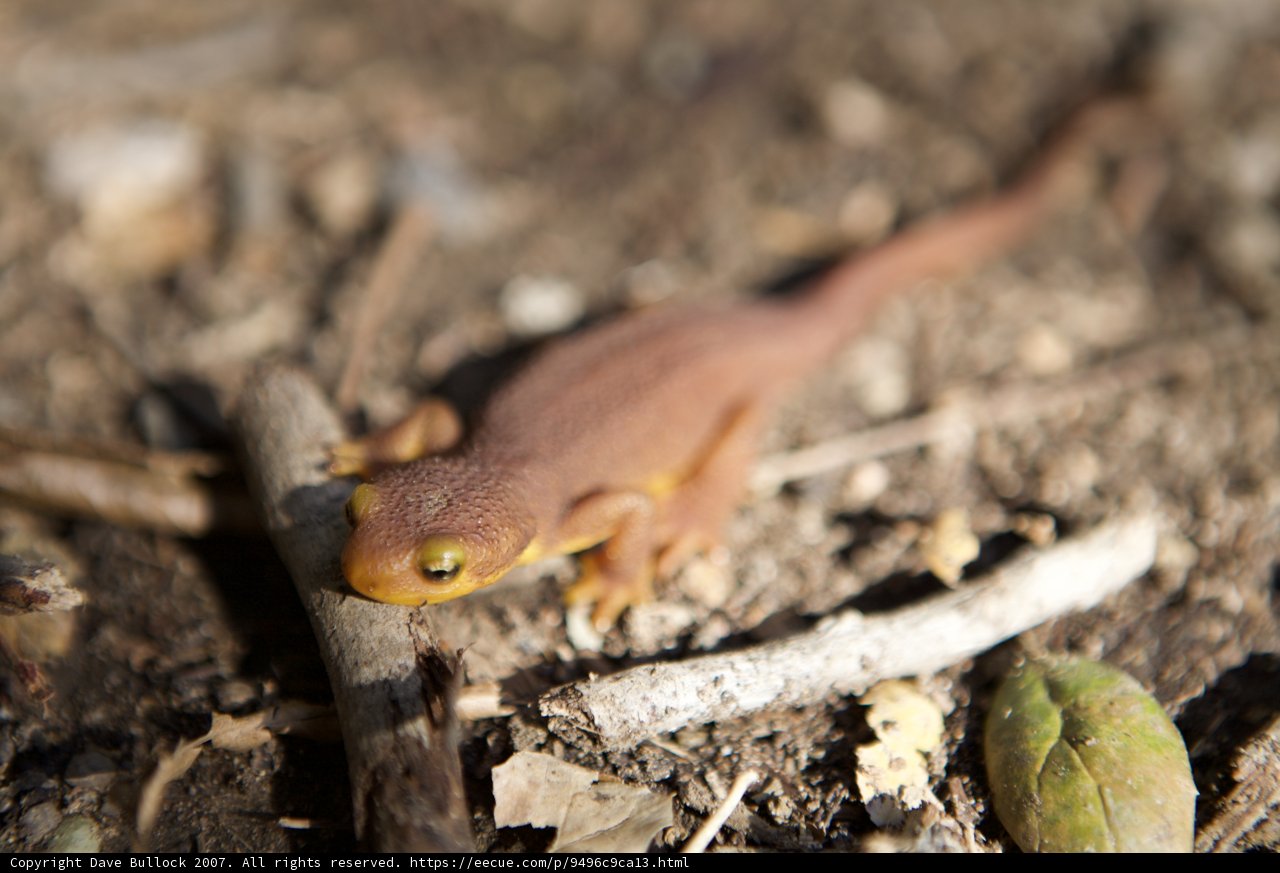 The Little Gecko on the Path
