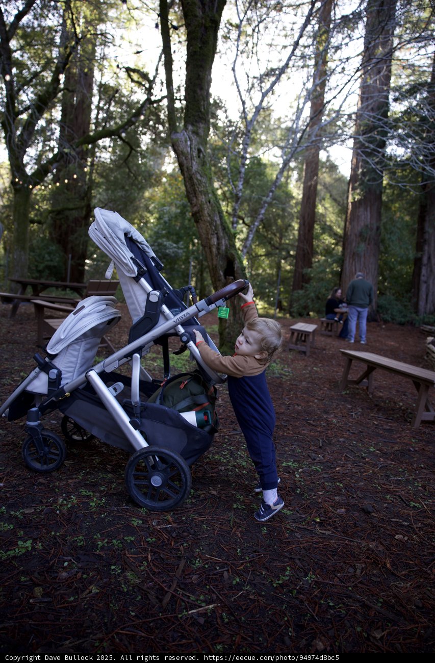 Curious Exploration in the Woodland