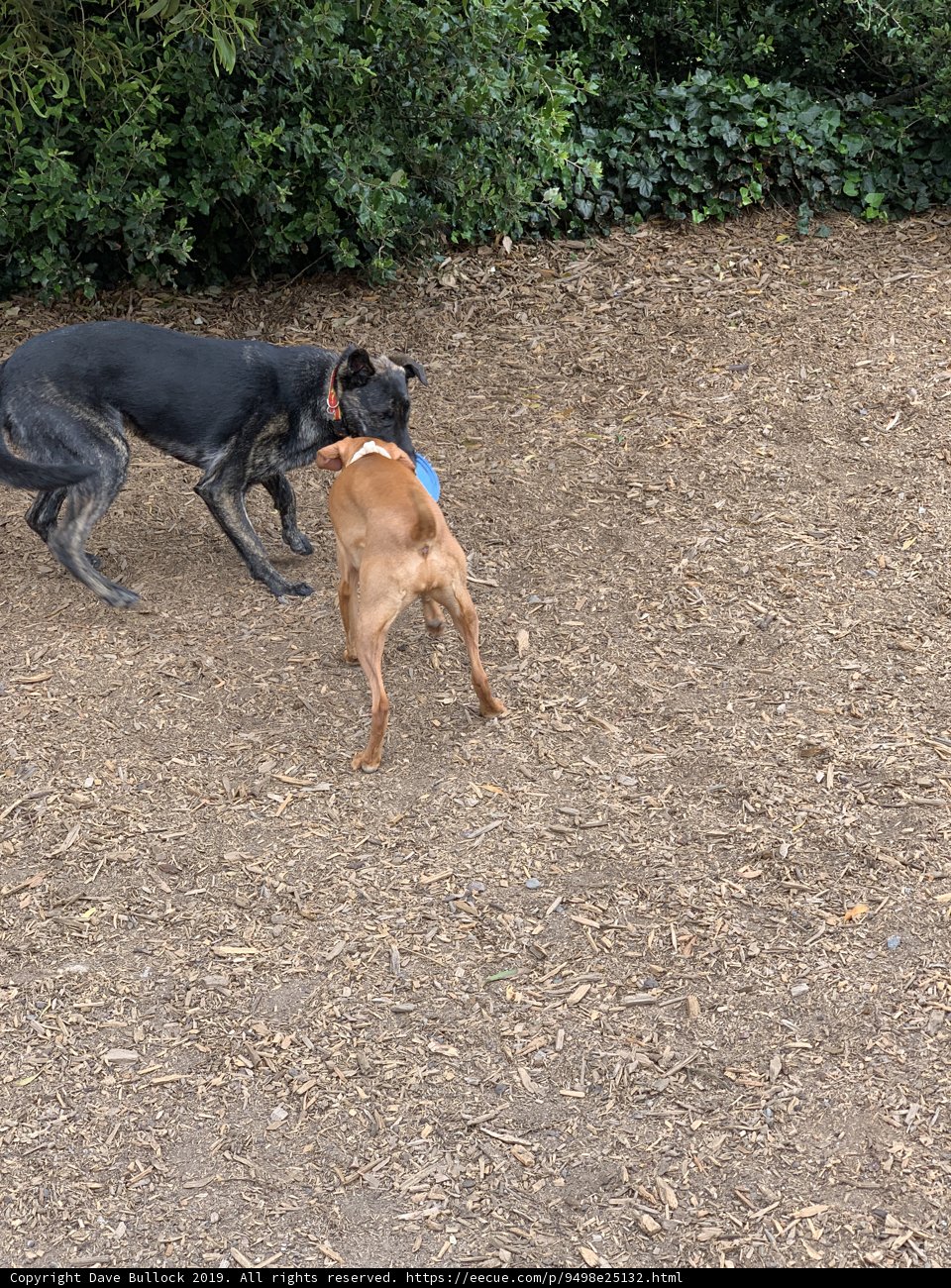 Canine Playtime in the Dirt