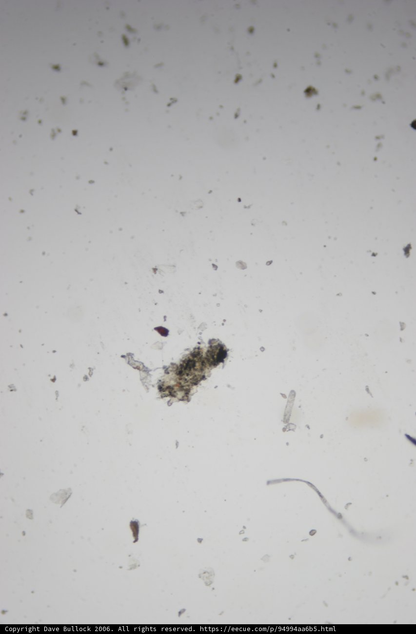 Tiny Arthropod on the Ground