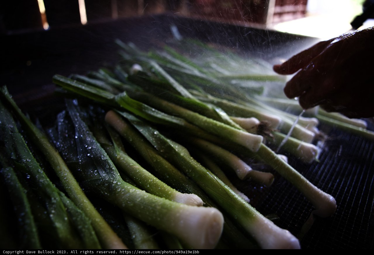 Fresh Green Onions from Regenerative Gardening