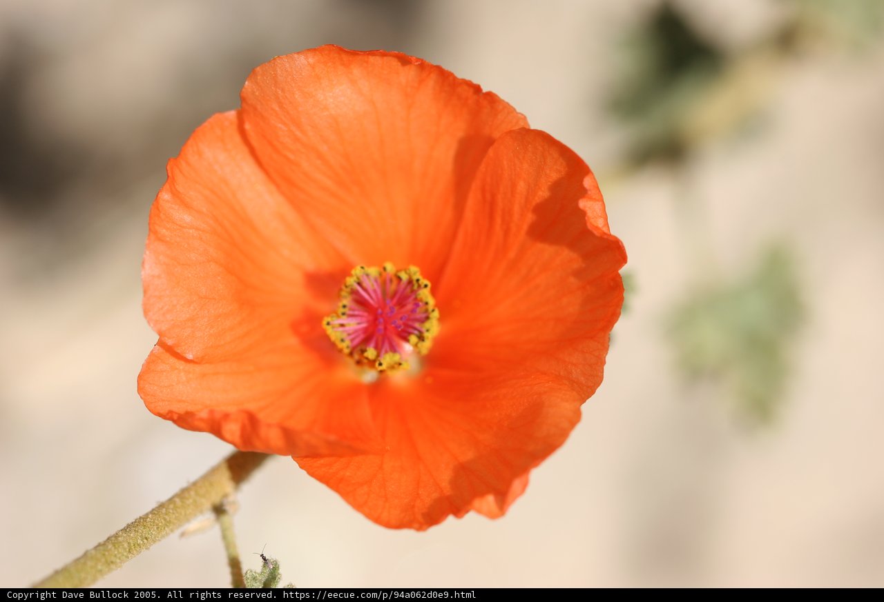 Stunning Orange Flower with a Yellow Center
