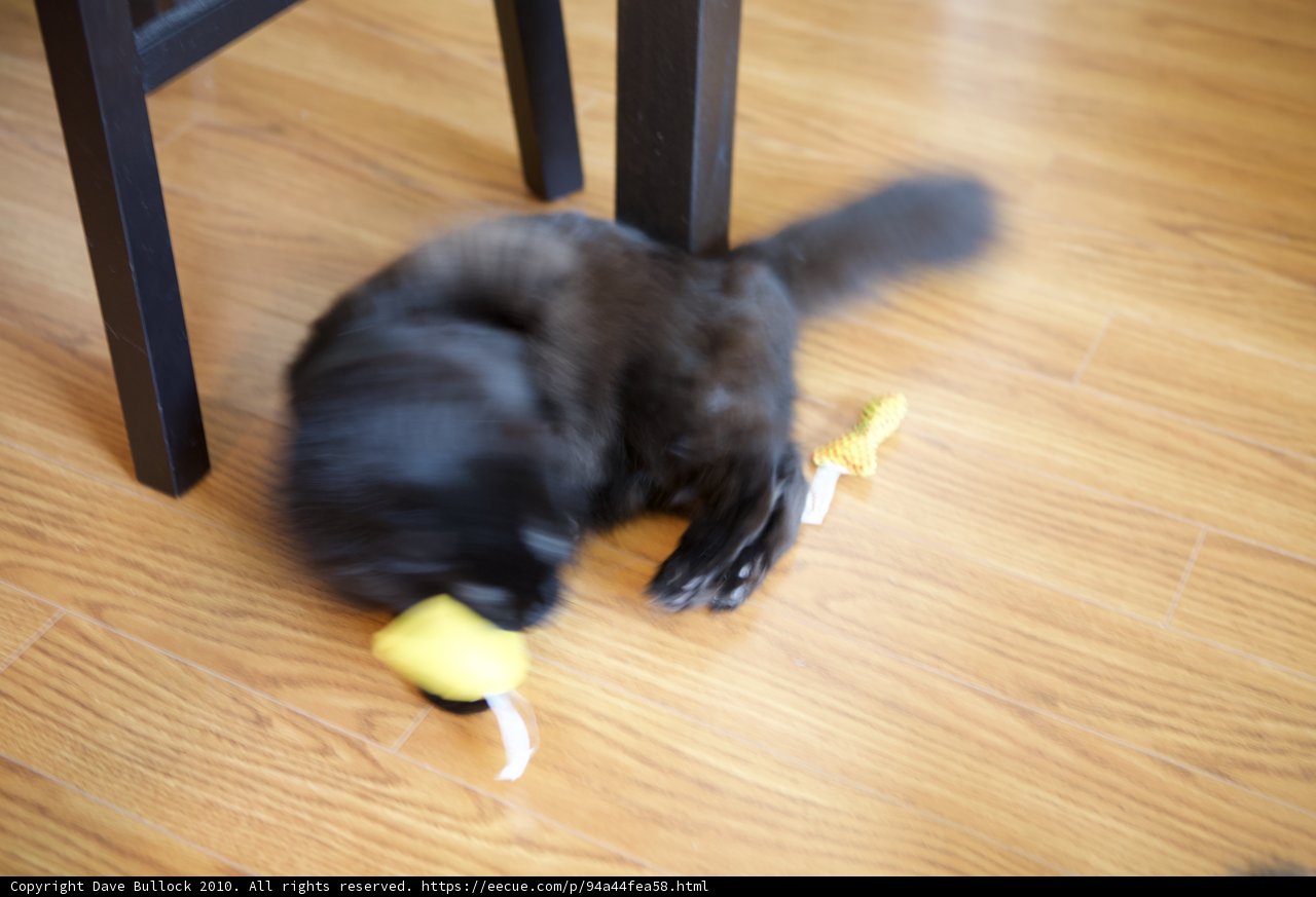 Playful Cat on Hardwood Floor