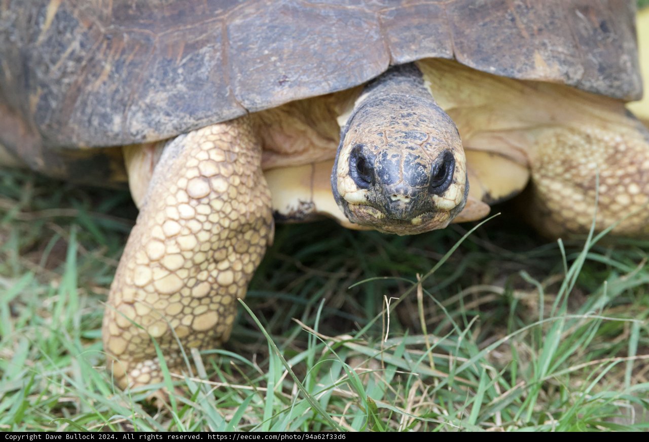 Ancient Wanderer of the Honolulu Zoo