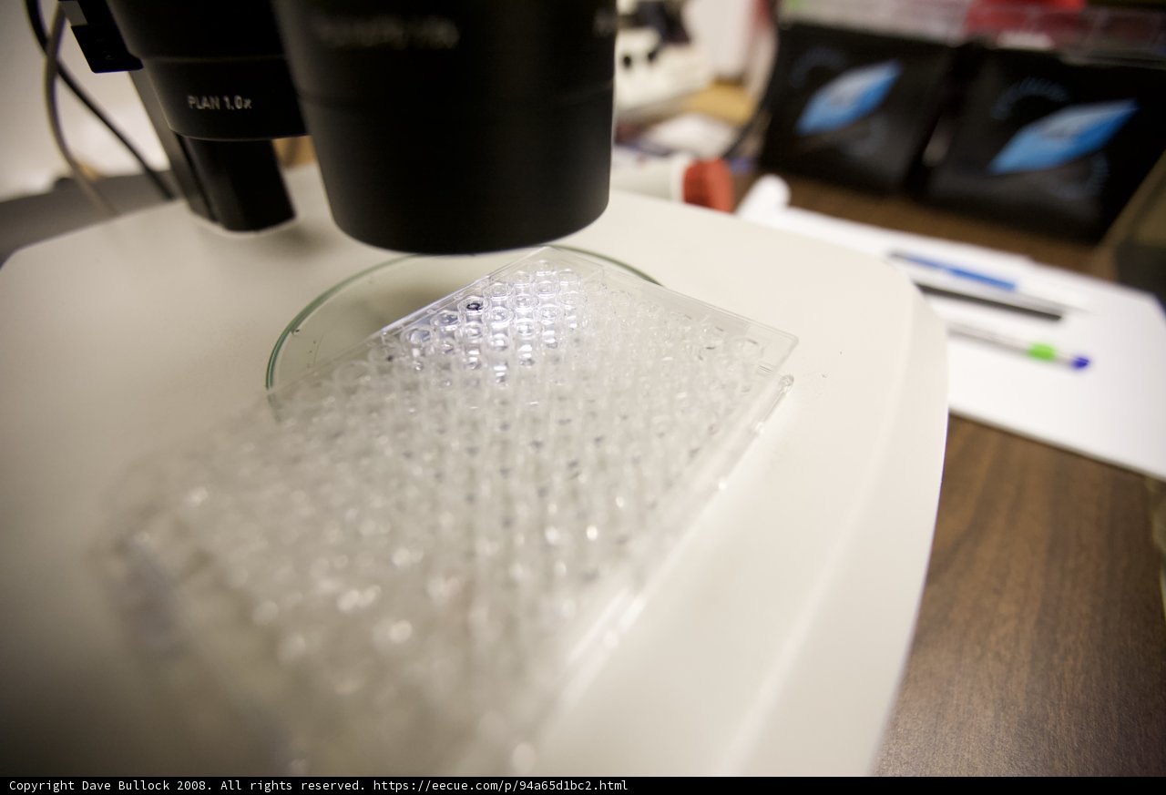 Examining a Cell Under a Microscope