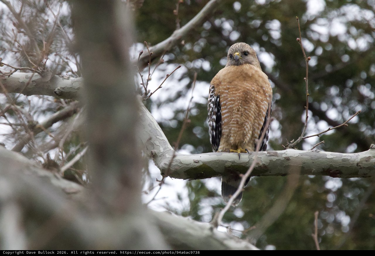 Red-shouldered Hawk Perched on Winter Branch