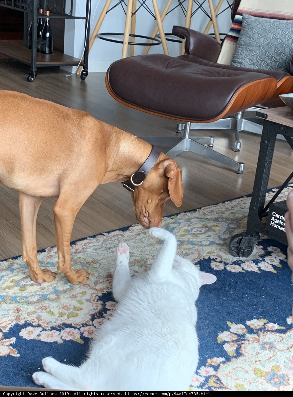 Furry Friends at Play