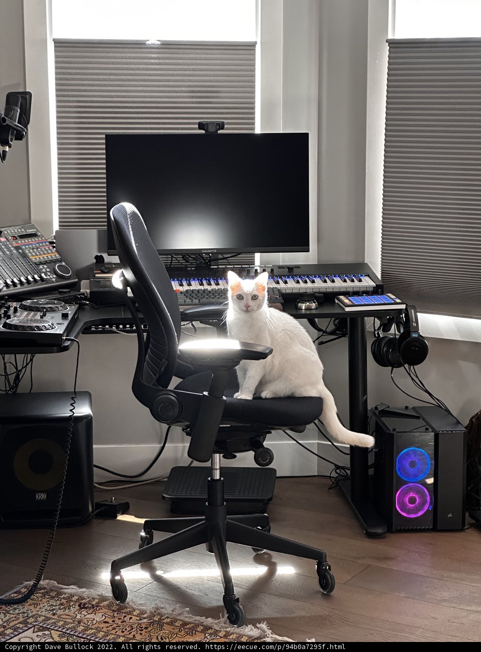 White Cat in the Office