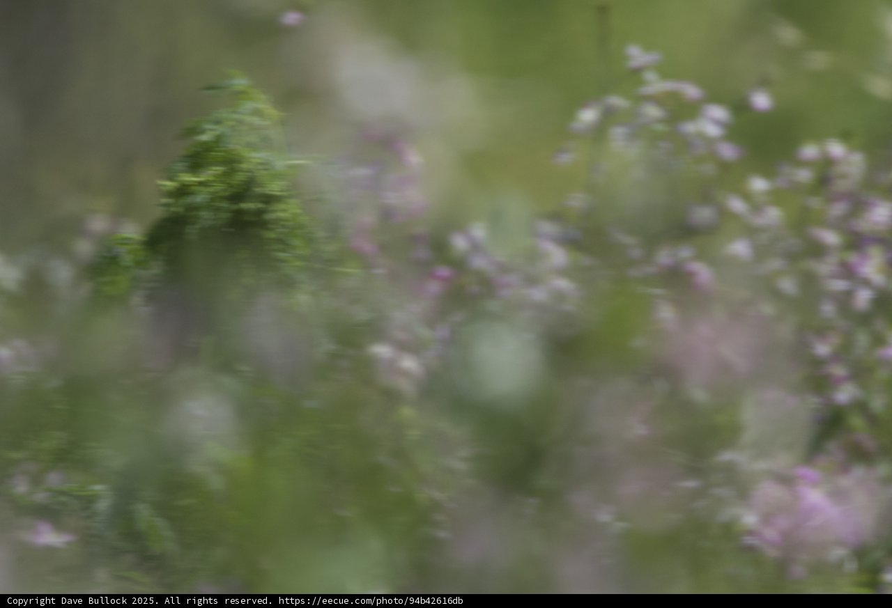 Whispering Blooms