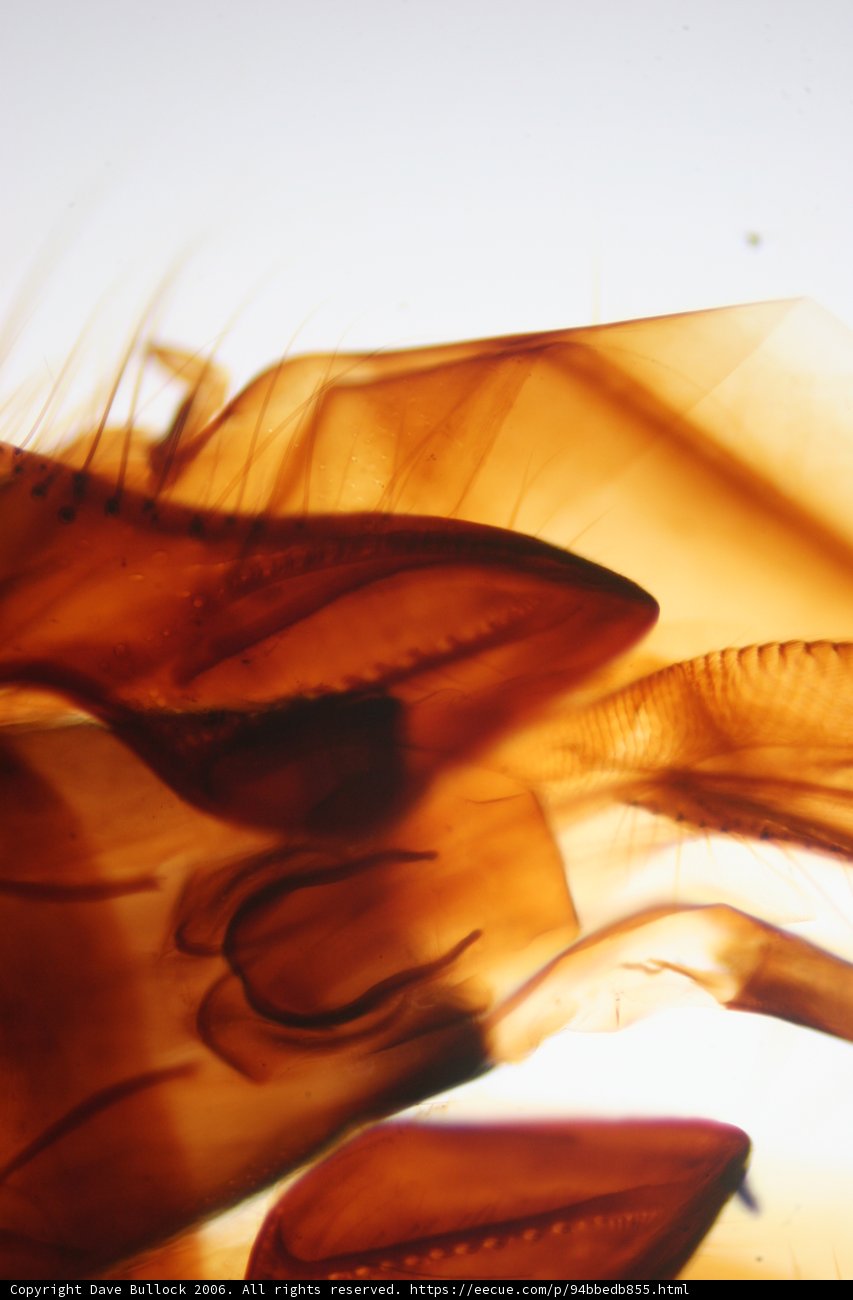 Intricate Pattern of a Brown and White Object