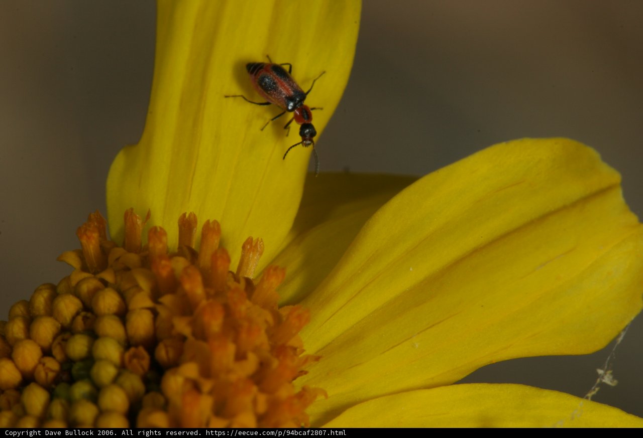 Bug on a Yellow Flower