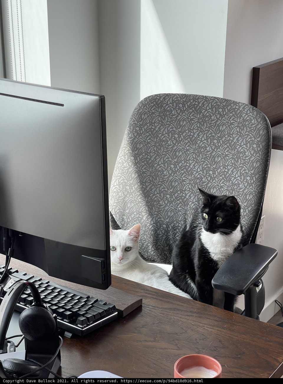 Tech-Savvy Feline
