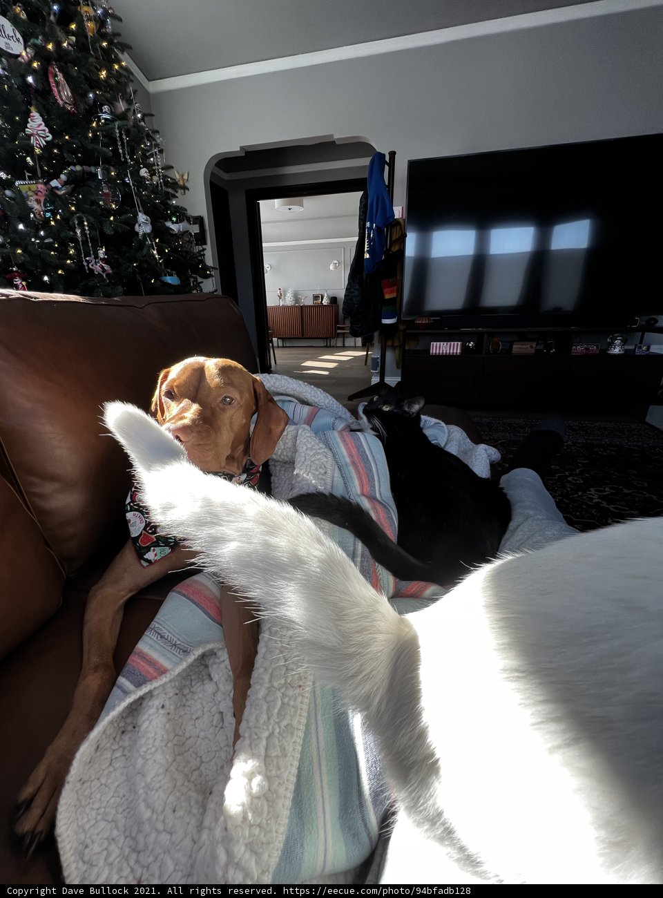 Christmas Comforts