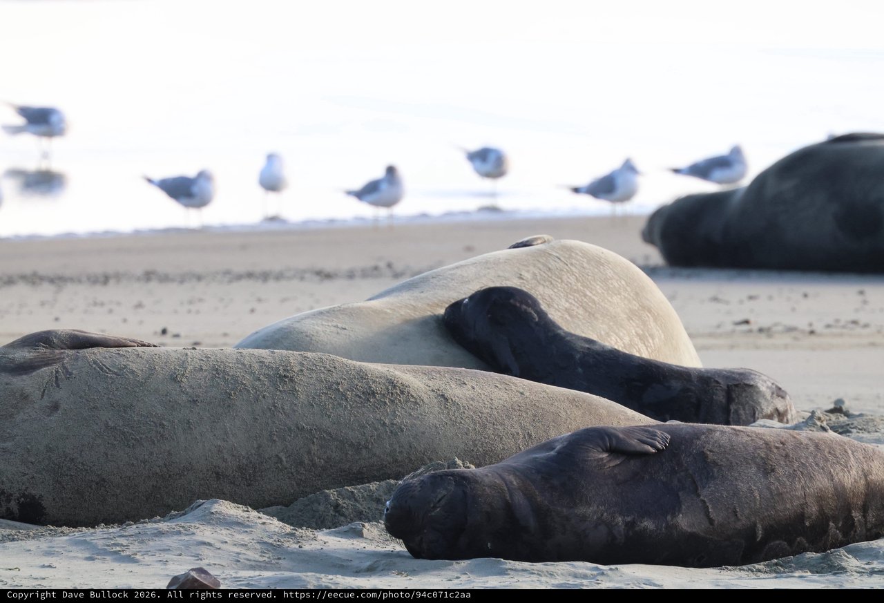 Elephant Seals Resting at Drakes Beach Colony