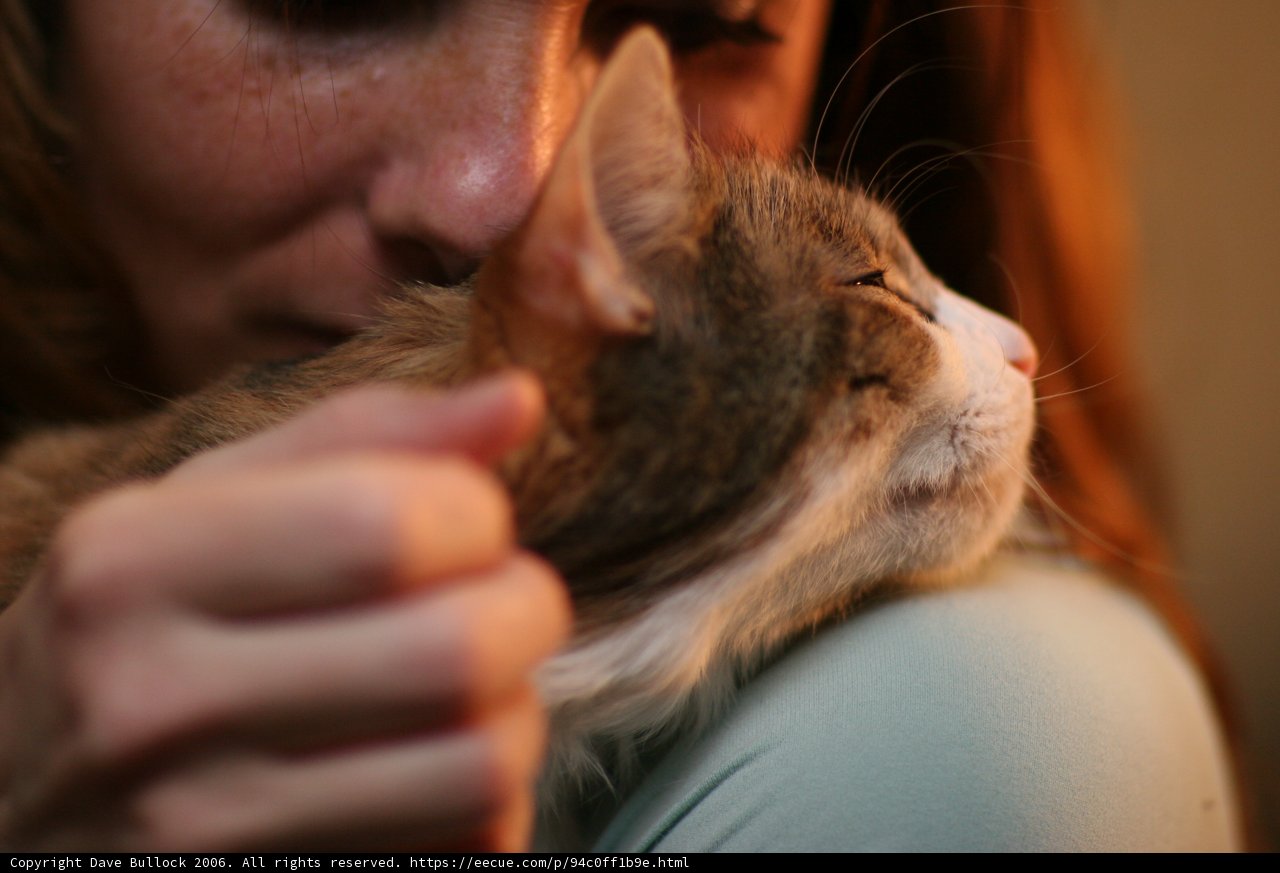 Affectionate Abyssinian Cat