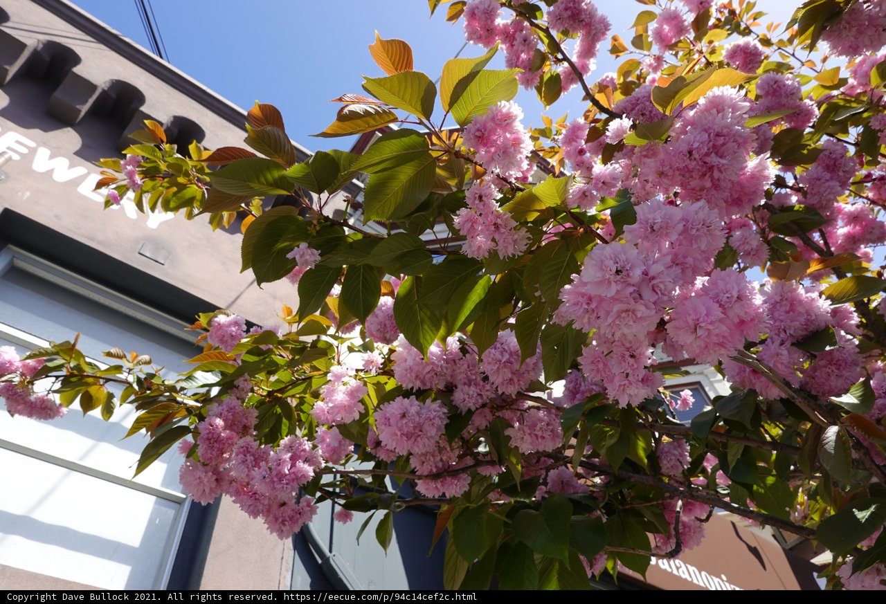 Pink Blossoms in the City