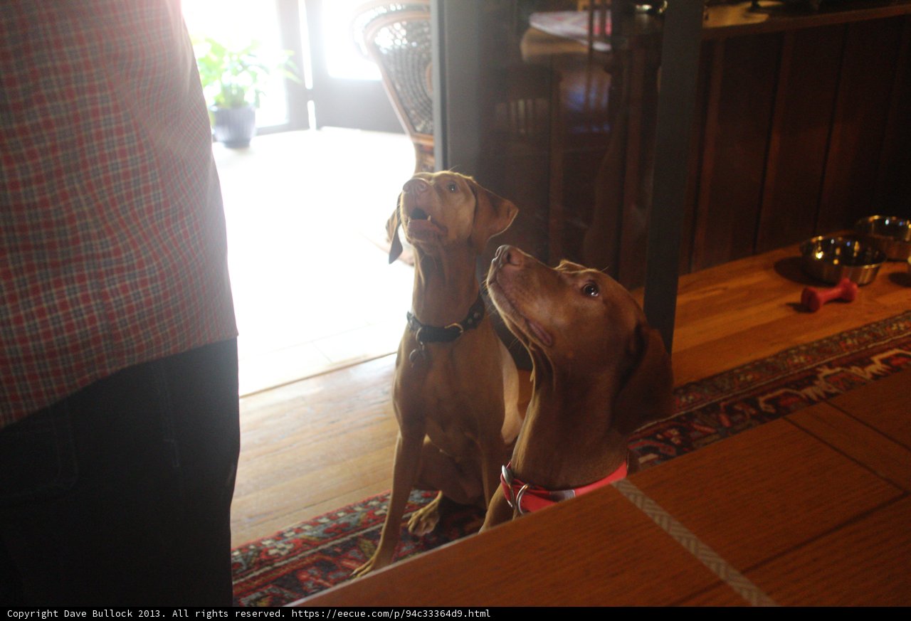 Canine Companions in a Cozy Room