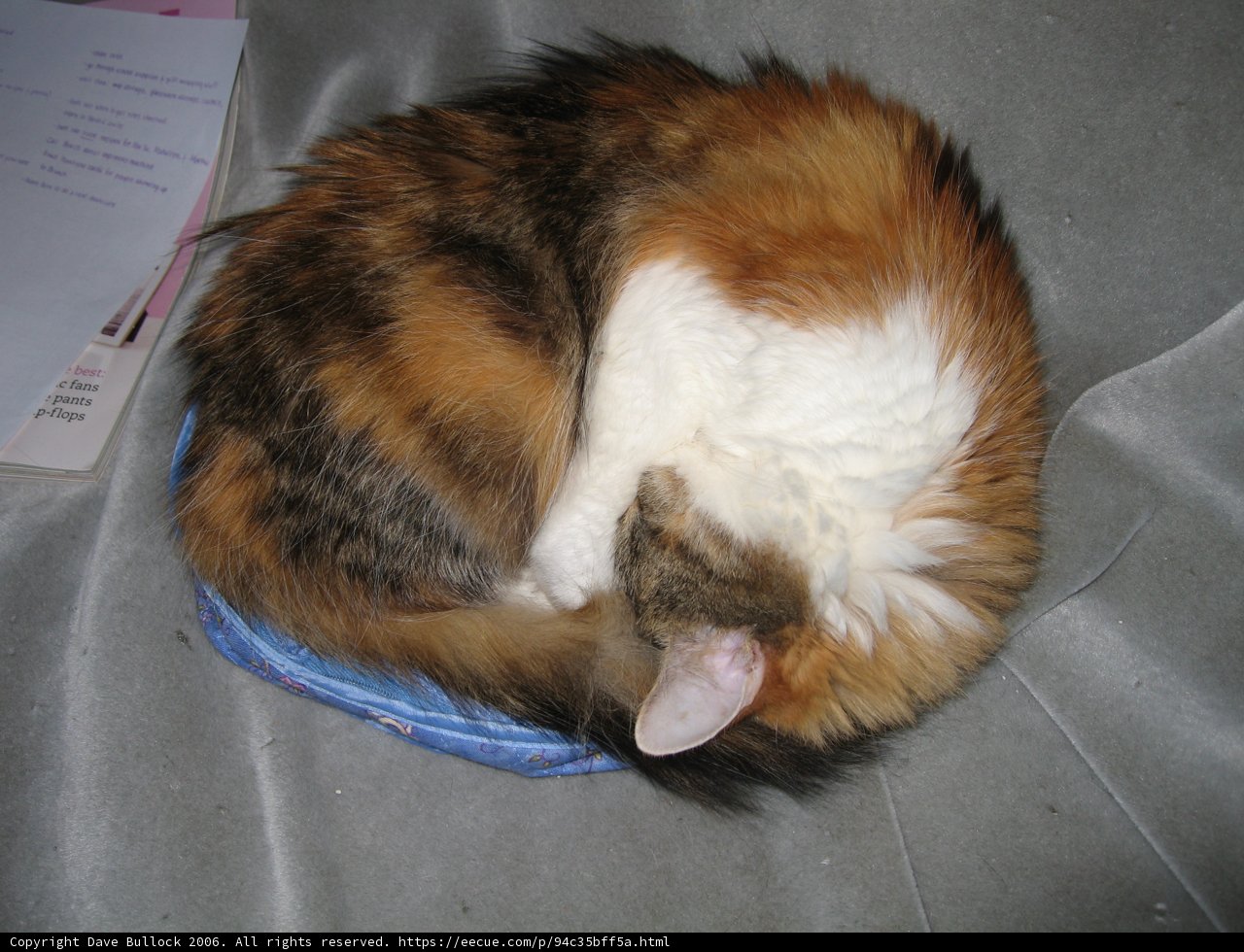 Cozy Kitty
