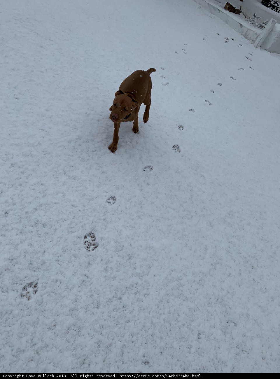Winter Walkies