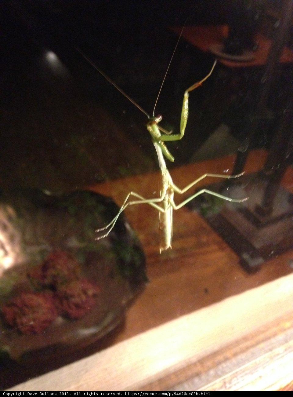 Praying Mantis on a Window in Altadena, California