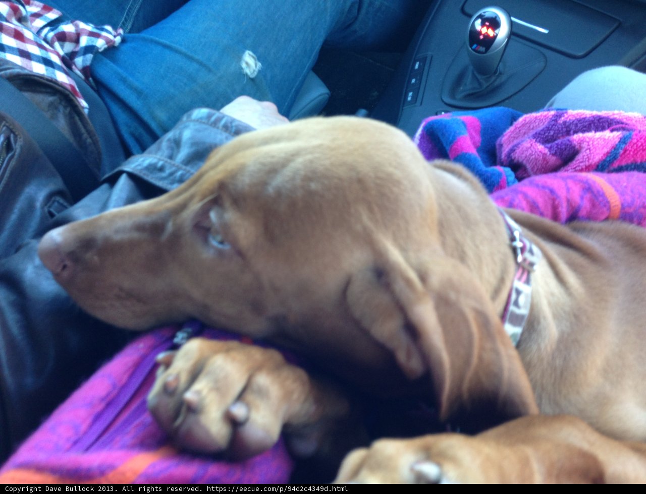 Canine Comfort