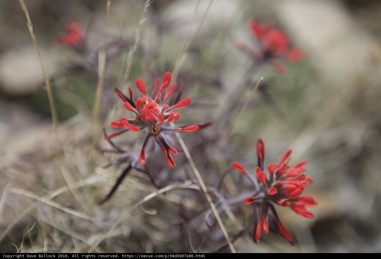 Red Bloom Squad