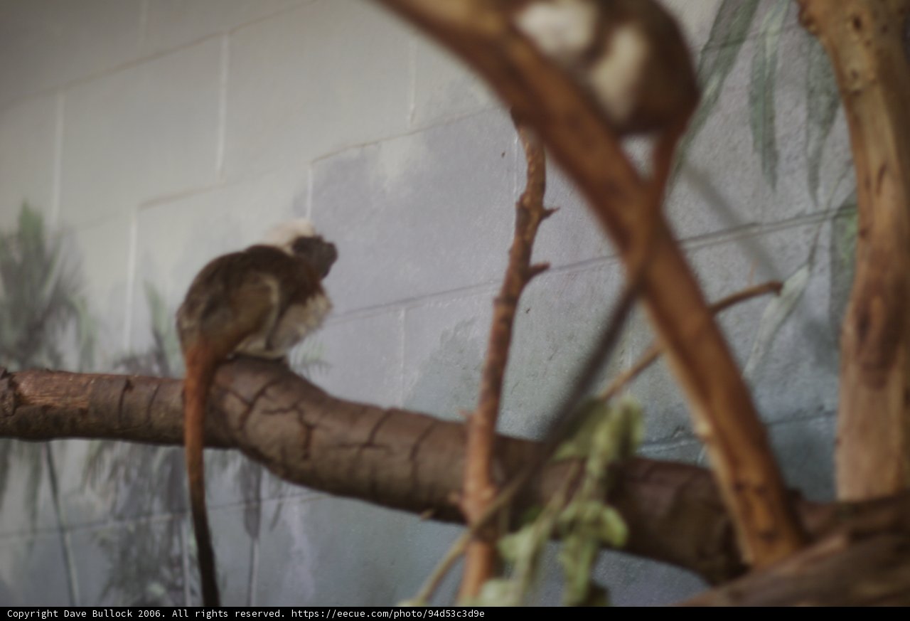 Monkeying Around at the Zoo