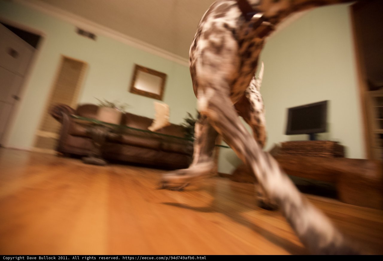 Canine Companion Takes Over the Living Room