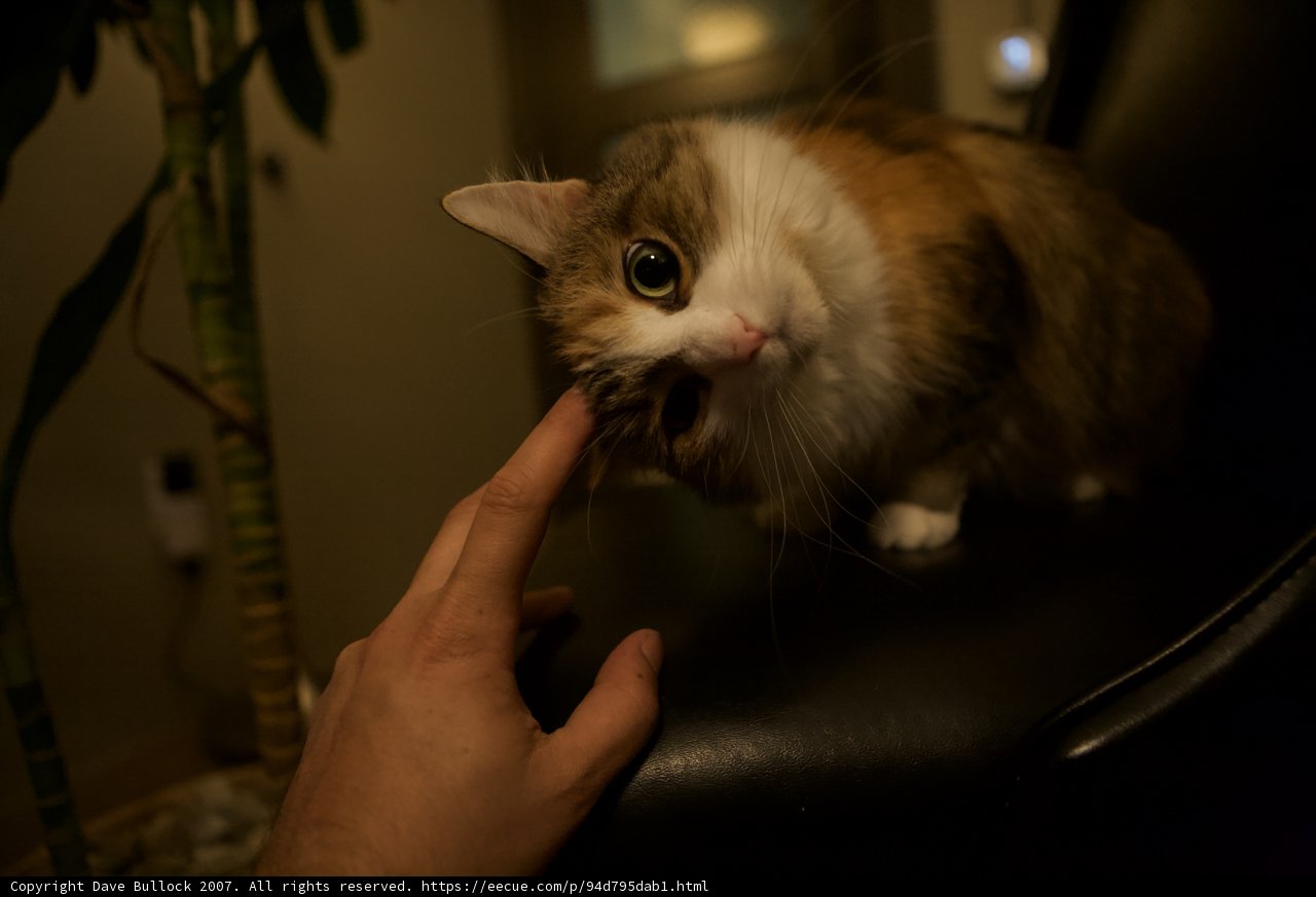 Feline Cuddle Time
