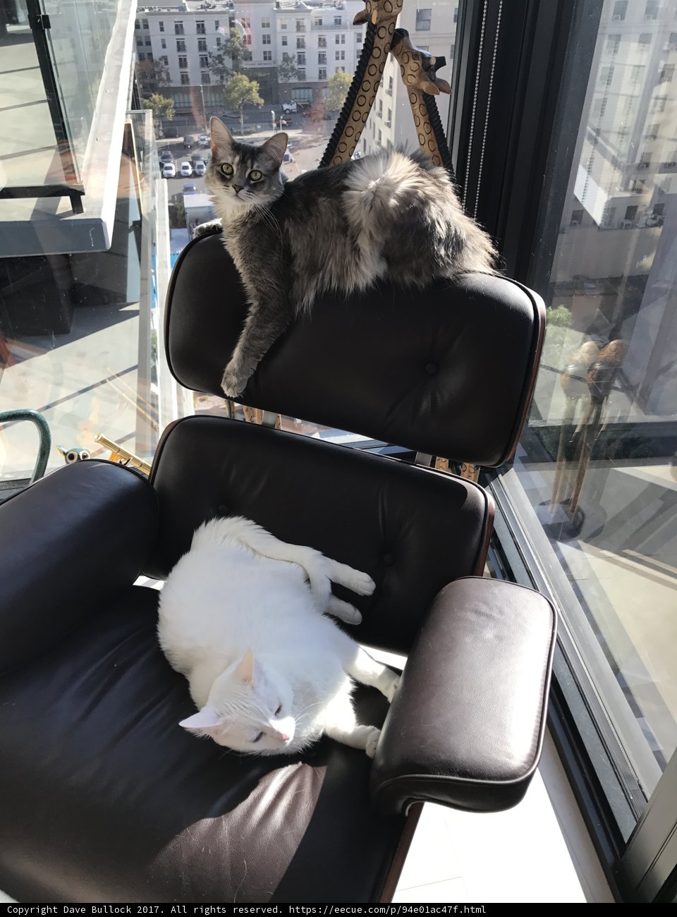 Feline Friends Enjoy the LA Sun