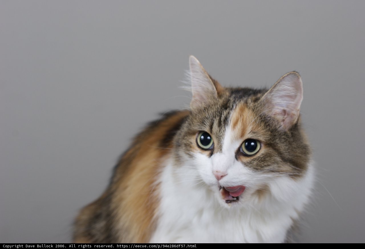 Chatty Calico