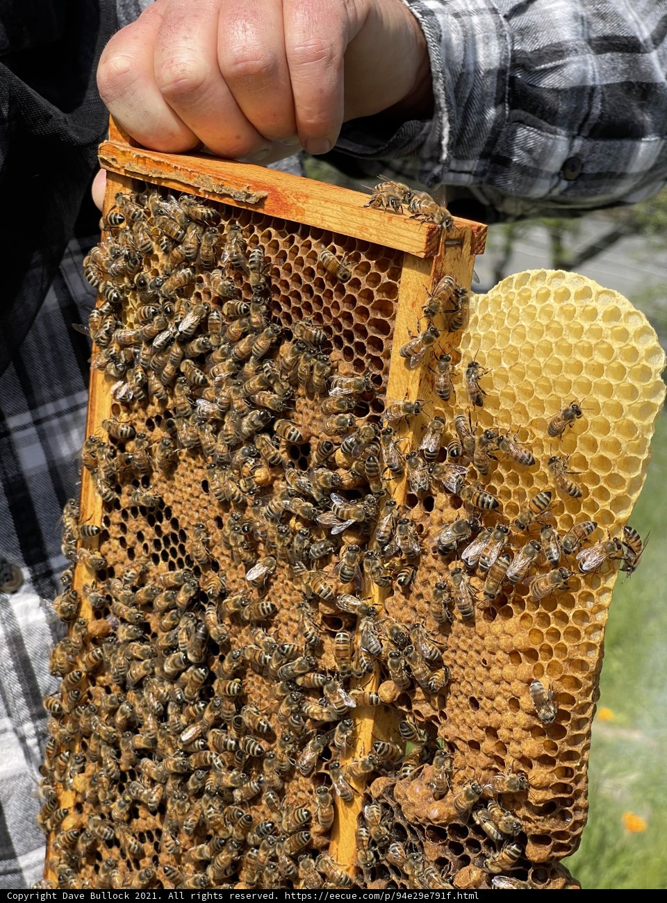 A Man and His Bees