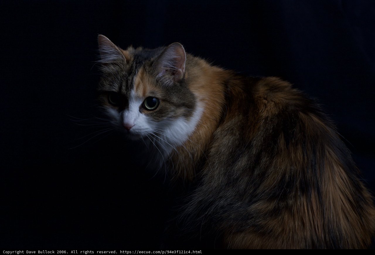 In the Shadows