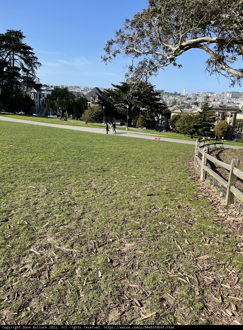 Serene Park Landscape with Blue Sky and Lush Greens