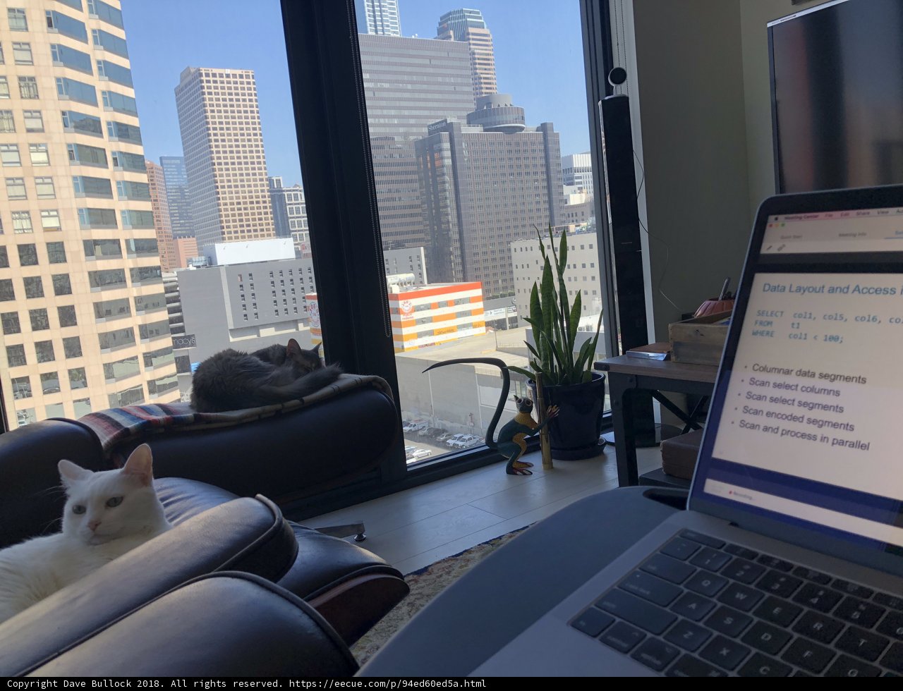 Working from Home with my Feline Companion