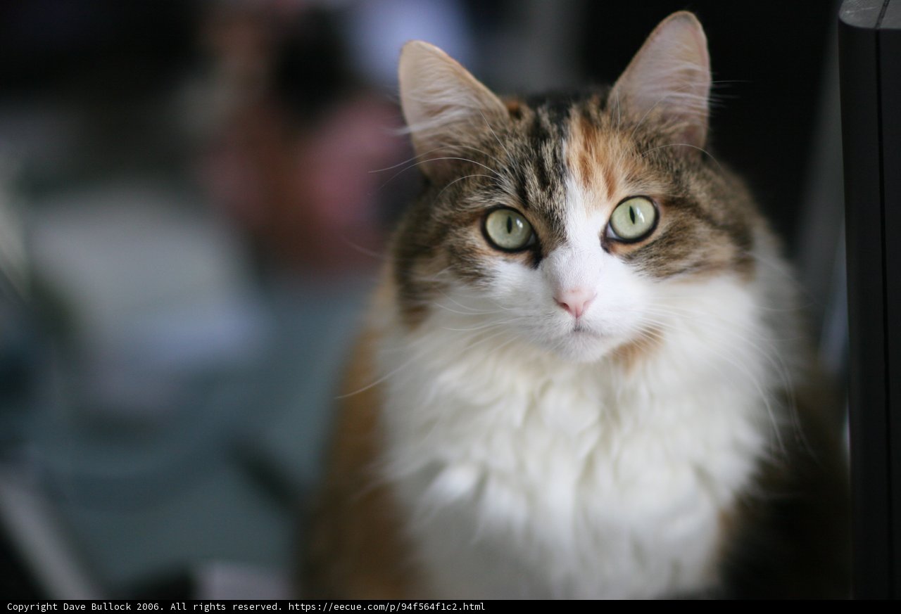 Tech-savvy Feline